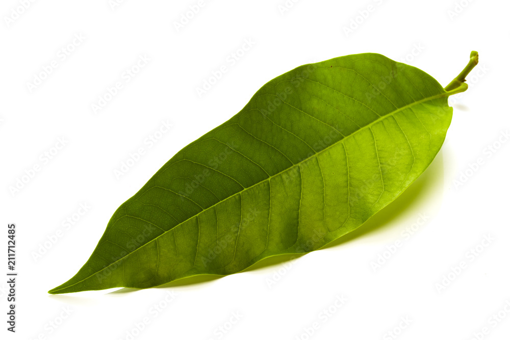 Obraz premium Champaka leaf tropical isolated on white