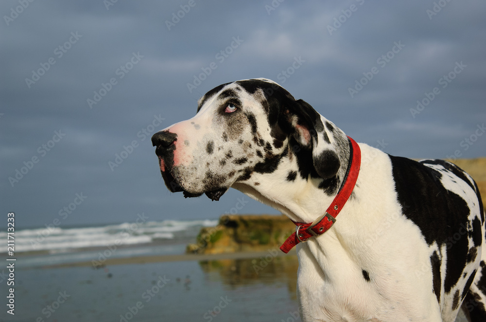 Great Dane dog outdoor portrait at beach
