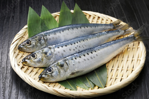 真鰯 Japanese sardine