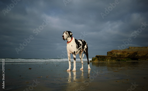 Great Dane dog outdoor portrait standing on beach 