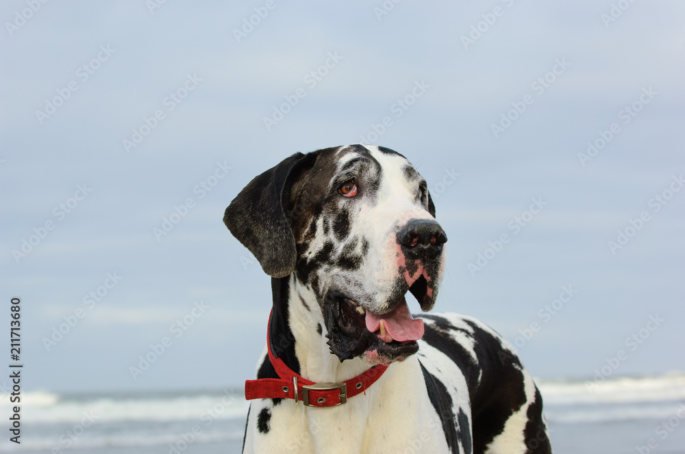Great Dane dog outdoor portrait at beach Great Dane dog outdoor portrait at beach