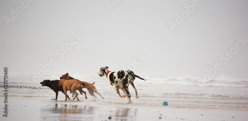 Photography Great Dane dog outdoor portrait chasing two other dogs down beach