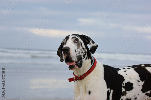 Great Dane dog outdoor portrait at beach