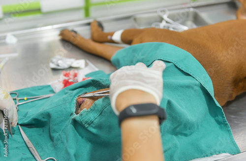 Unconcious dog on bed during Veterinary surgery and stitching.