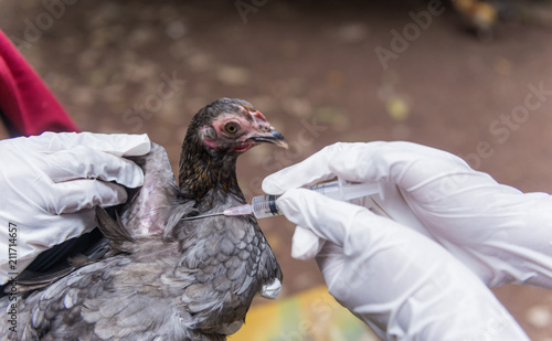 Veterinary inject vaccine to chicken for prevent Poultry Diseases . Avian influenza is highly pathogenic avian influenza (HPAI). 