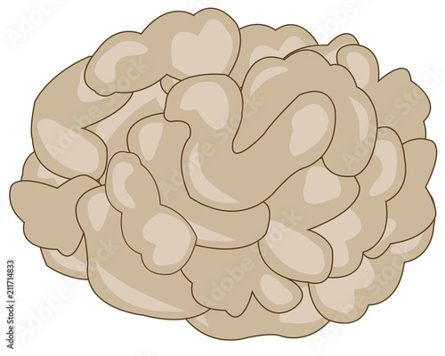 Drawing of the brain of the person