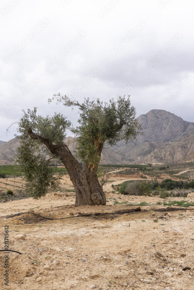 Mountain pico del agudo  La Murada Orihuela, Spain Mountain landscape with path. Hiking and healthy life.natural landscape of the Spanish Levante with vgetation and arid land sunrise light in spring