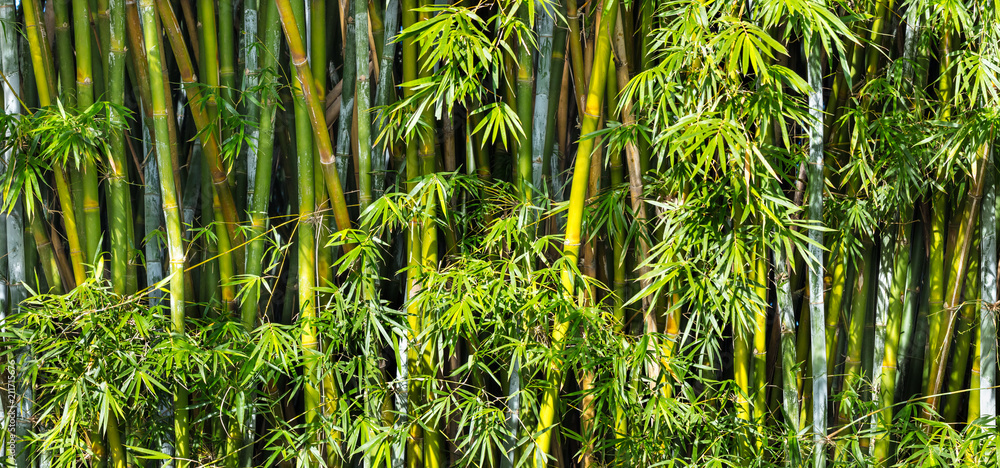 Fototapeta Tło z bambusami