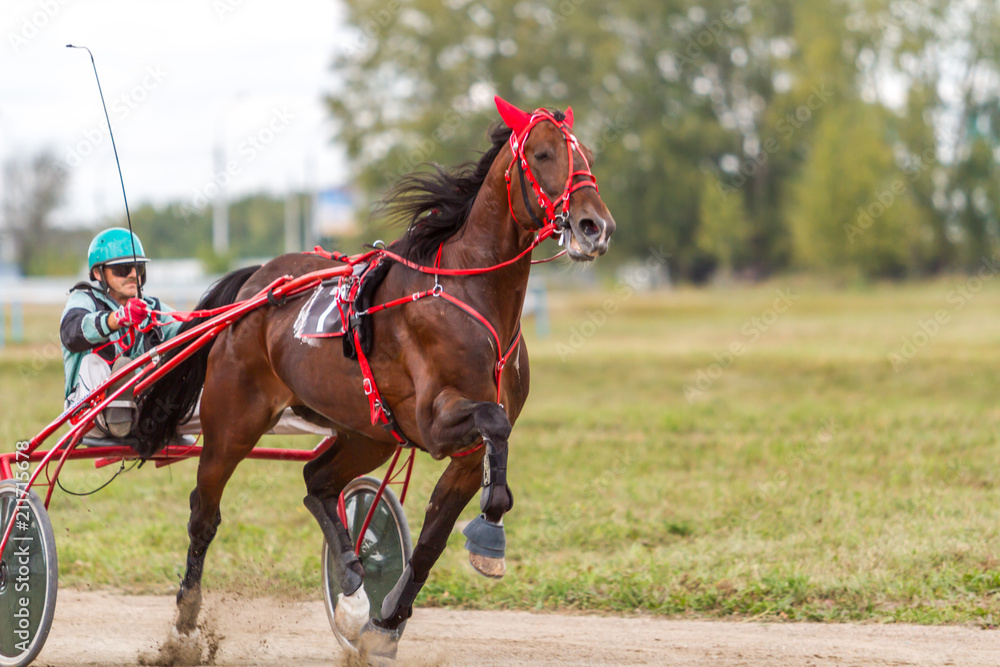Russia, Novosibirsk, September 5, 2015: Horse racing at the racetrack Russia, Novosibirsk, September 5, 2015: Horse racing at the racetrack