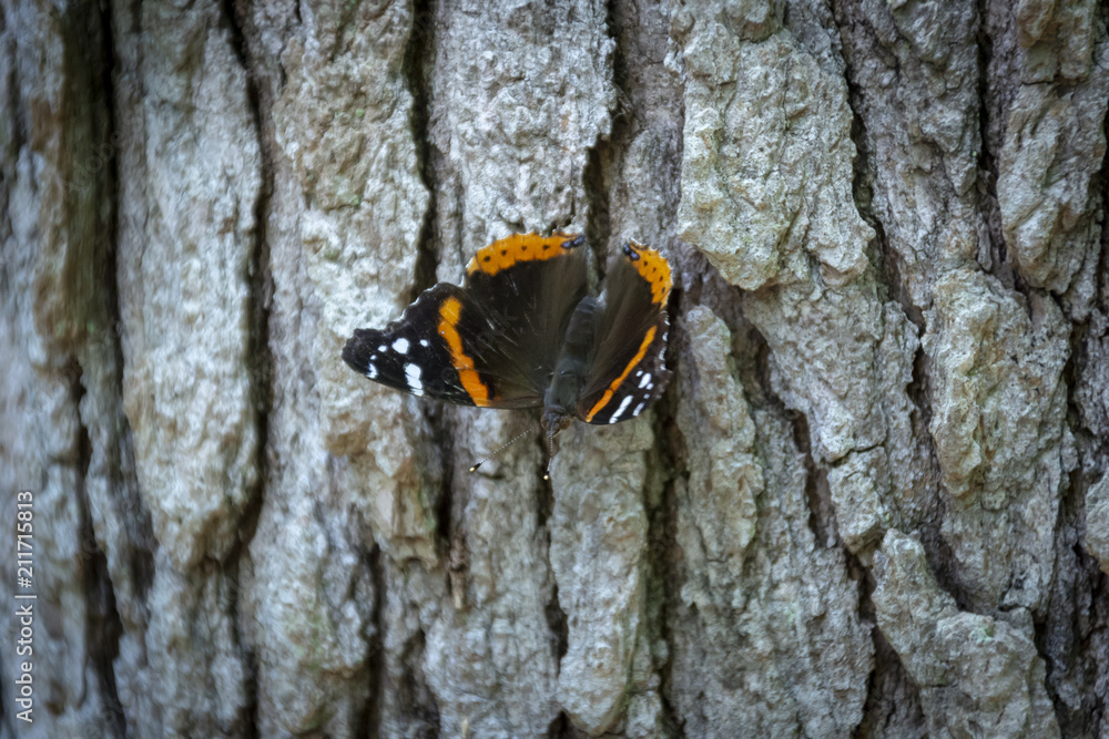 A Red Admiral butterfly rests lazily on highly textured tree bark. A Red Admiral butterfly rests lazily on highly textured tree bark.