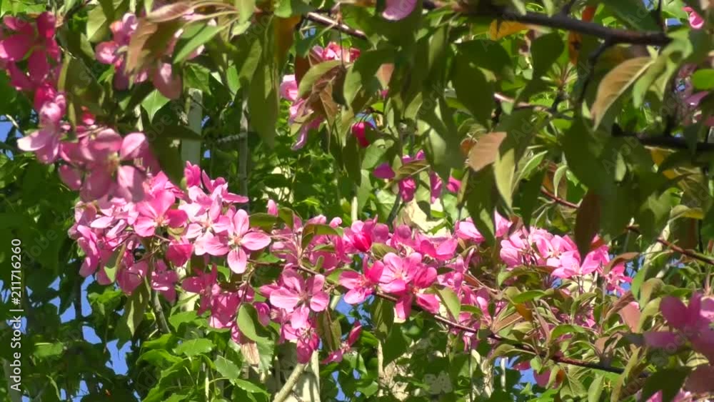 Pink flowers of the Apple-tree Pink flowers of the Apple-tree