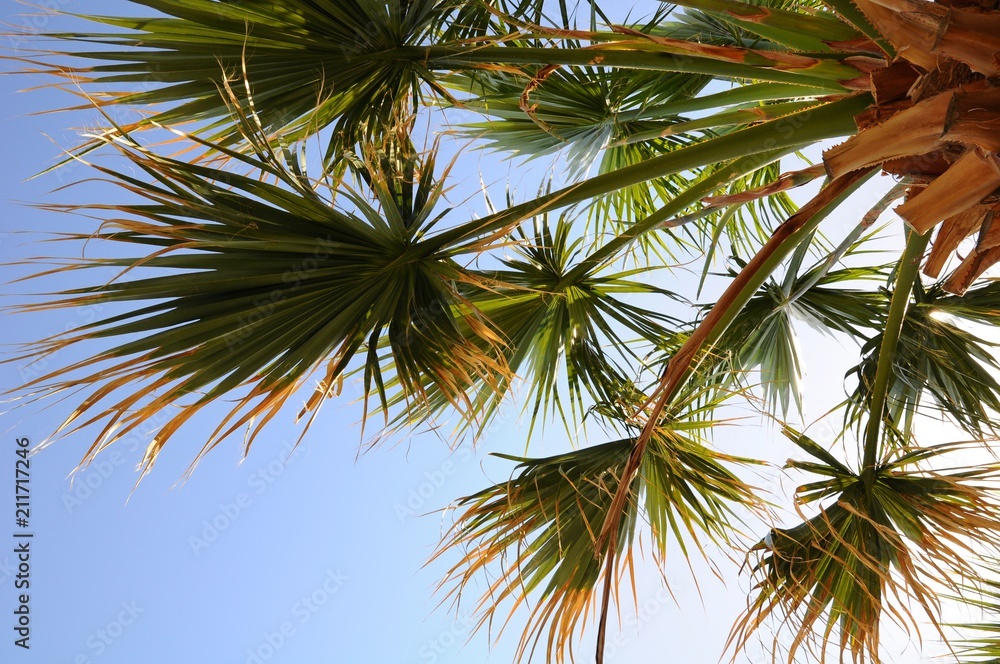 Fototapeta premium The leaves of palm tree under backlight in Santorini island, Greece