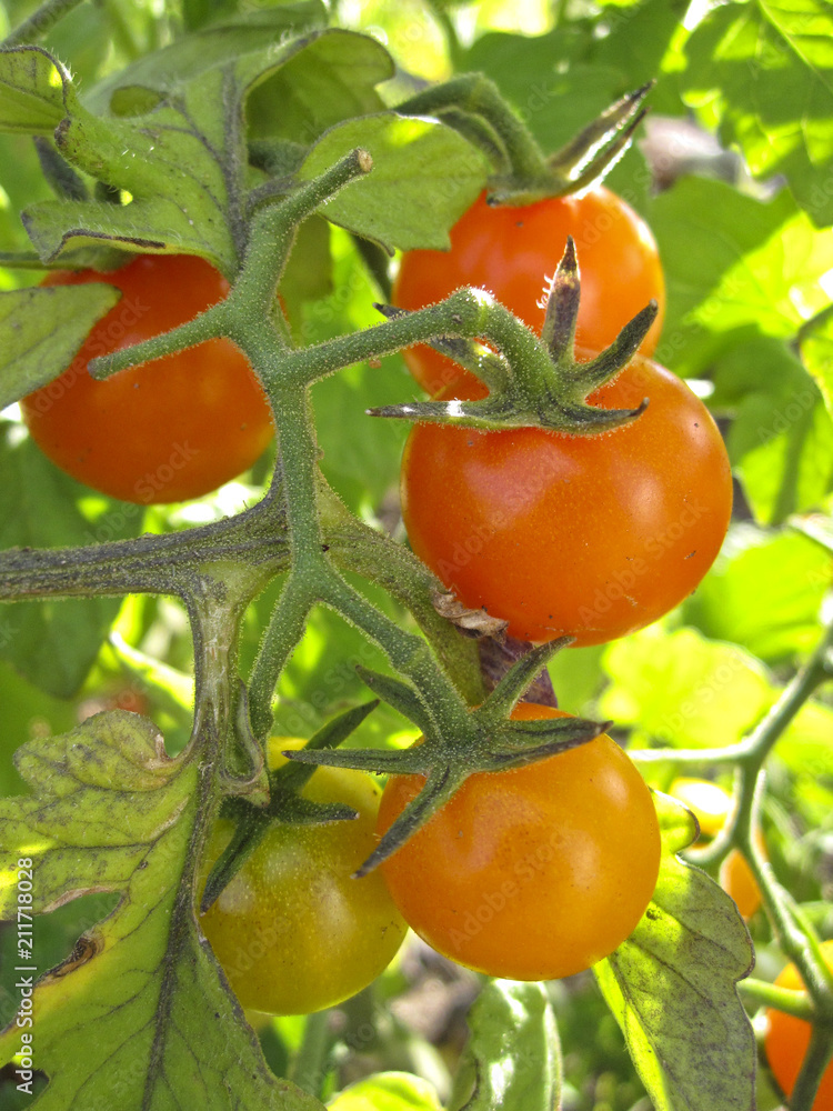 Cluster of five tomatoes on the vine at various stages of ripeness, from green to yellow, orange, and red.
