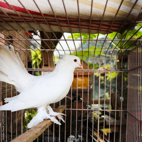 White pigeons in a cage | Asian Bird | Indonesian Bird