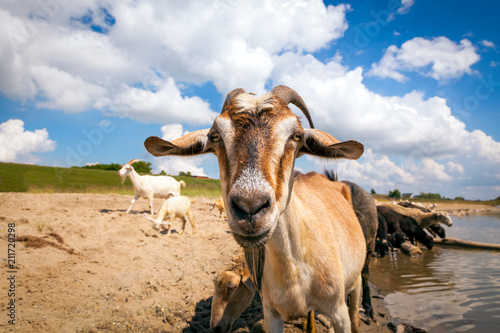 Close-up of a brown goat looks at the camera  in the background a flock of sheep and goats drinks water from a river on a warm summer day