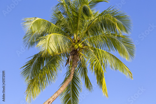 Wallpaper Mural Coconut palm tree against the blue sky ,Thailand Torontodigital.ca