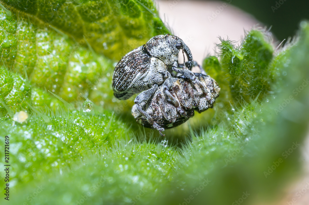 Obraz premium weevil while mating on green nettle leaf in the beautiful nature