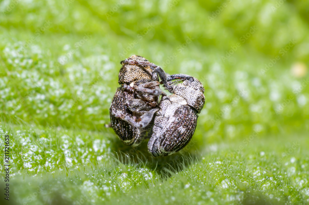 weevil while mating on green nettle leaf in the beautiful nature weevil while mating on green nettle leaf in the beautiful nature