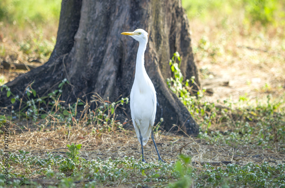 Fototapeta premium Beautiful white heron a bird in the wild nature 