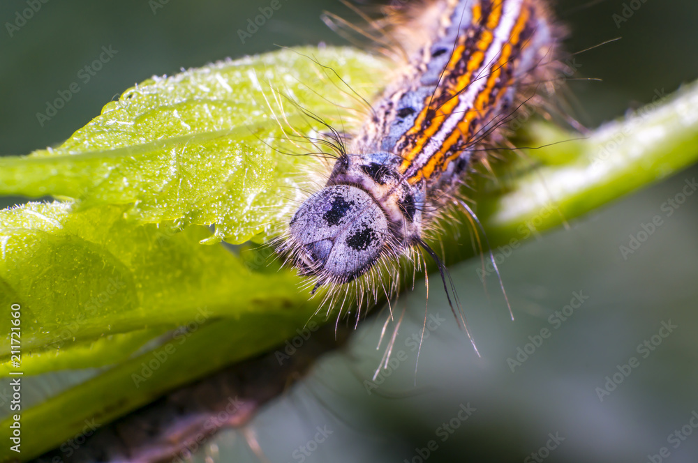 colorful caterpillar on green nettle leaf in the beautiful nature