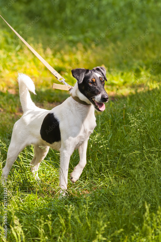 fox terrier on the leash