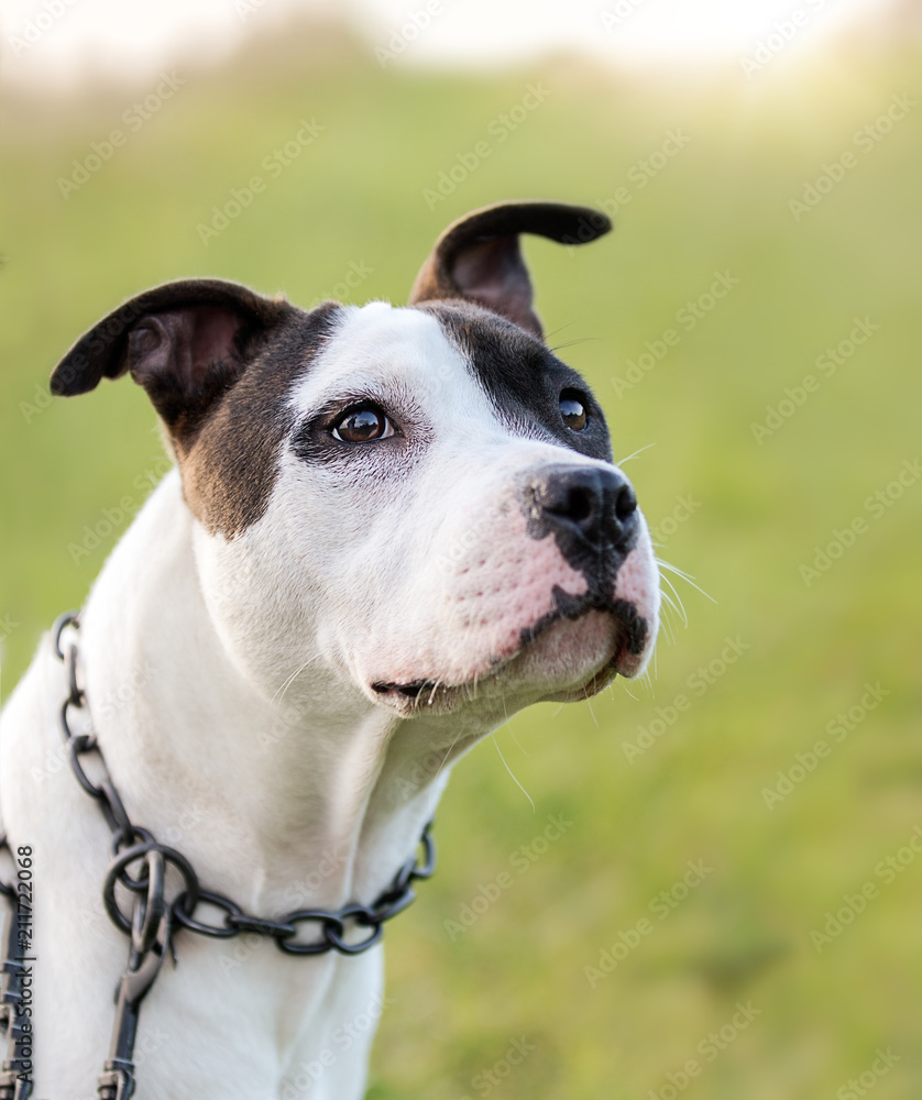 American staffordshire terrier, amstaff, stafford American staffordshire terrier, amstaff, stafford