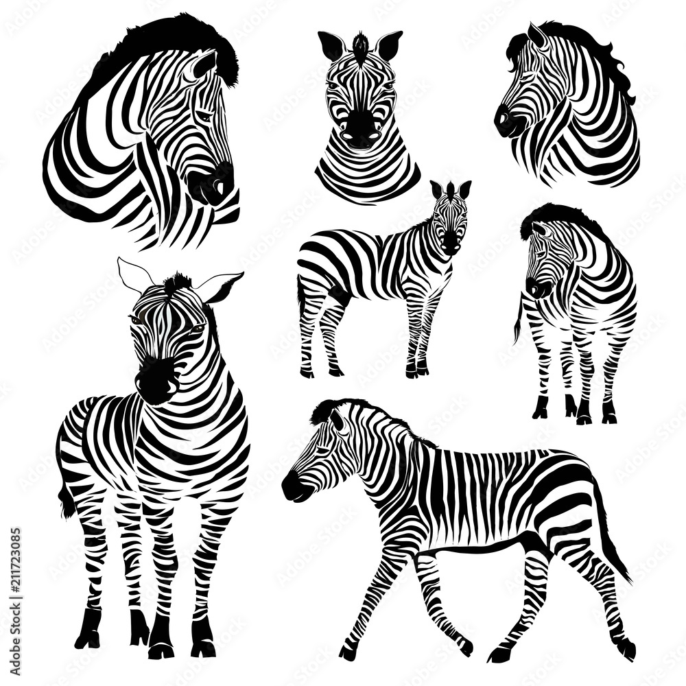 Logo with the head of a zebra. Flat zebra portrait for card, placard, invitation, book, poster, note book, sketch book.