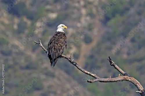 Bald eagle on tree limb perch