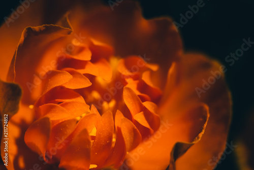 Beautiful warm bud of fiery flower on dark background with copy space. Trollius Asiaticus in macro. Petals of orange fire close up. Abstract association on theme of fire. photo