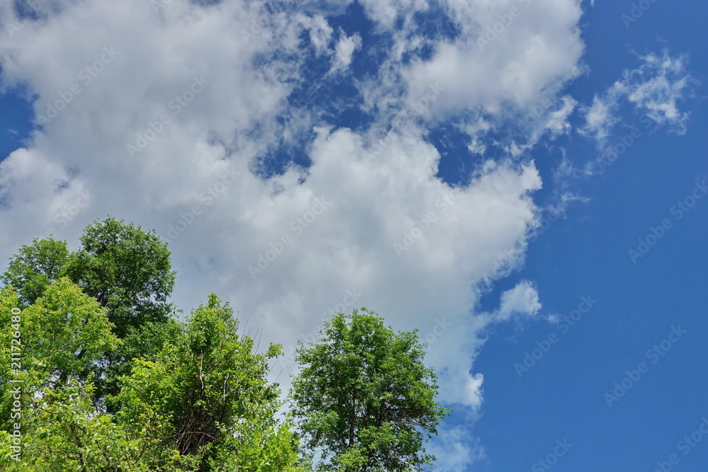white Cumulus clouds on a blue sky background crown of green trees white Cumulus clouds on a blue sky background crown of green trees