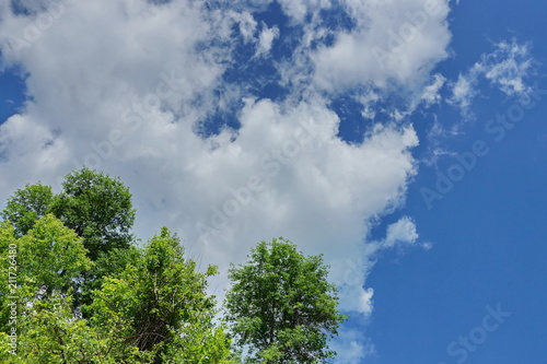 white Cumulus clouds on a blue sky background crown of green trees