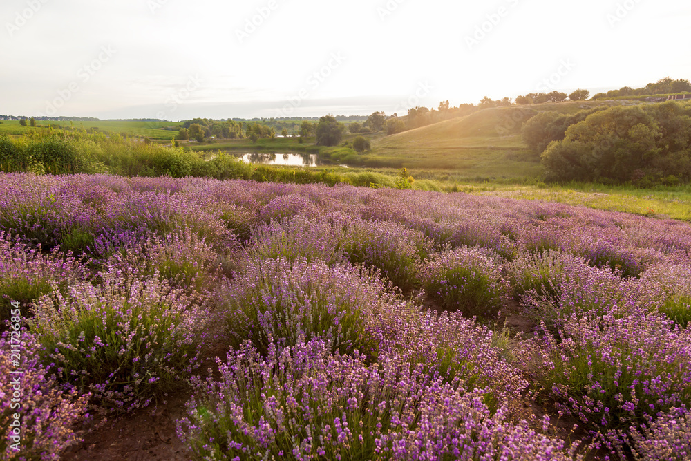 Naklejka premium rural landscape with lavender bushes