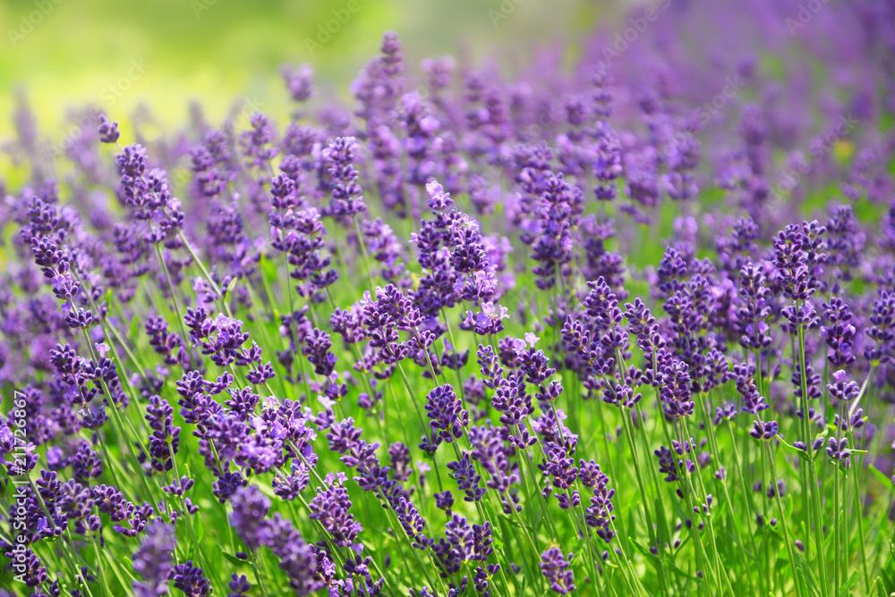 Blooming lavender flowers