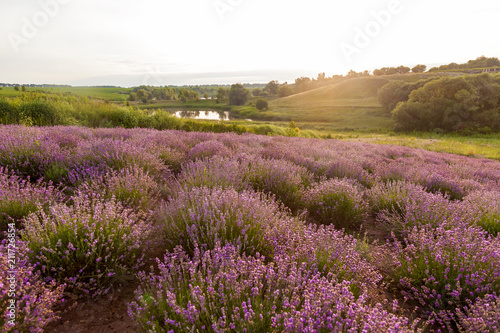 rural landscape with lavender bushes