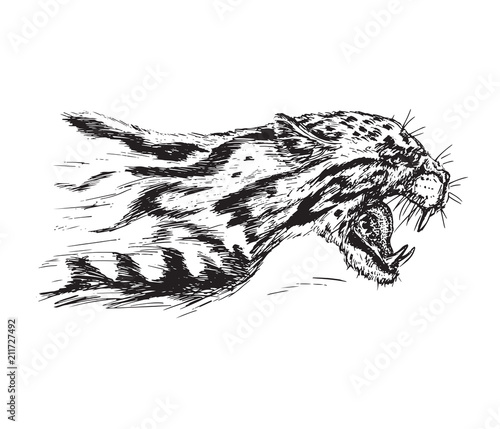 Fototapeta Naklejka Na Ścianę i Meble -  Cheetah growling, has opened an embittered mouth, canines, hand drawn ink doodle, sketch, vector black and white illustration