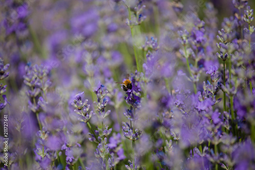 Fototapeta Naklejka Na Ścianę i Meble -  Bee in lavender flowers