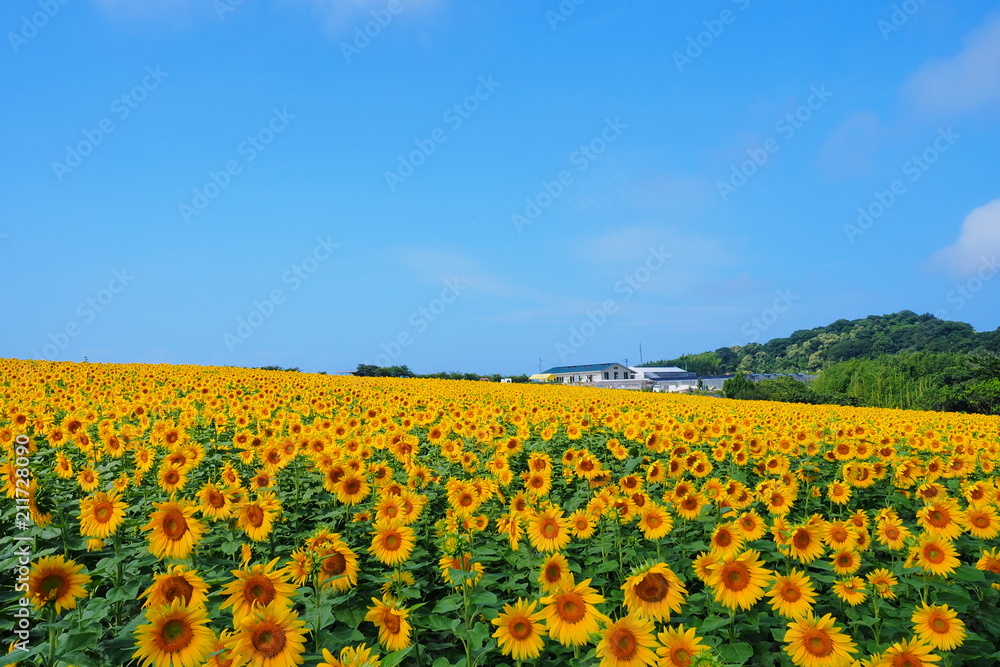 Obraz premium ひまわり