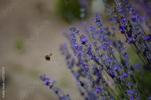 Fototapeta Naklejka Na Ścianę i Meble -  Bee in lavender flowers