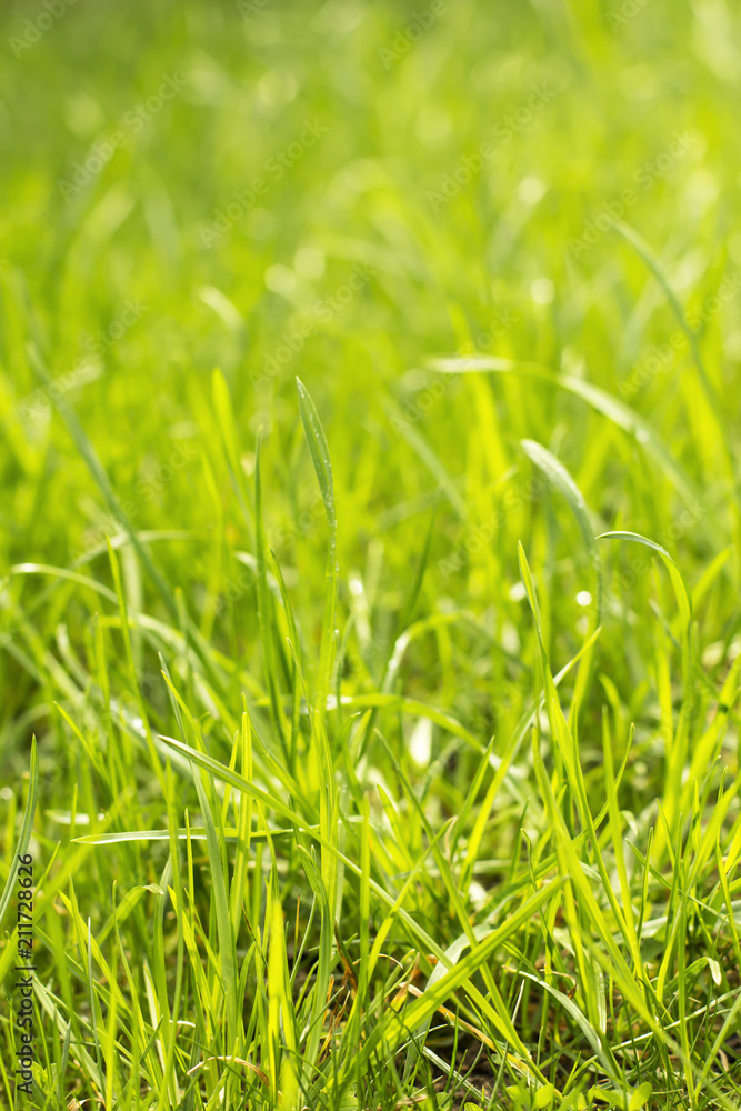 Fototapeta premium Macro photo of natural fresh growing green grass background