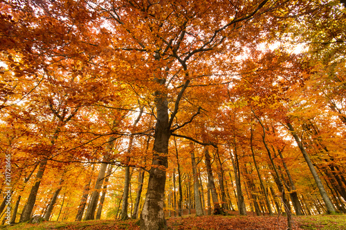 Beautiful, autumn , beech forest full of colors.Pomerania ,Poland 