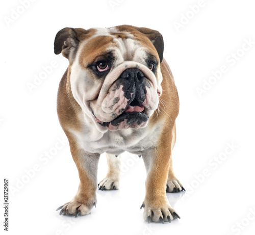 english bulldog