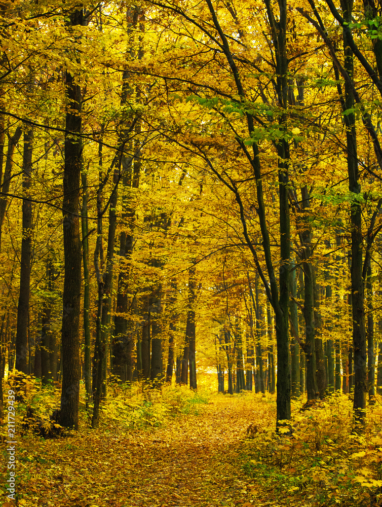 Fototapeta premium Golden autumnal forest with sunbeams