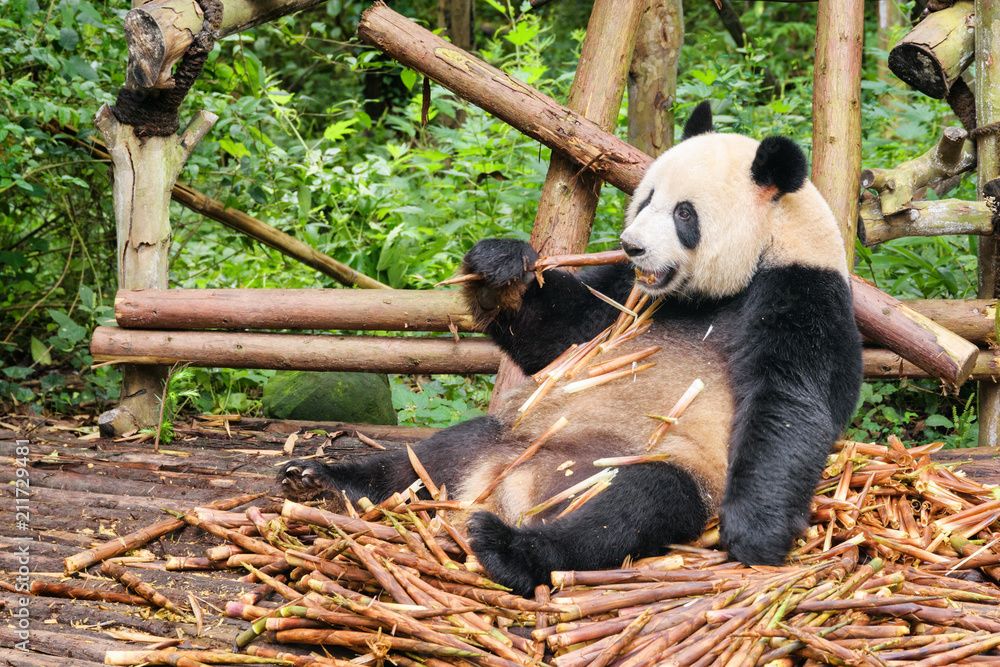 Fototapeta premium Funny giant panda eating bamboo. Amazing wild animal in forest