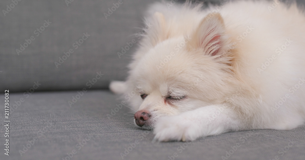White Pomeranian sleeping on sofa White Pomeranian sleeping on sofa