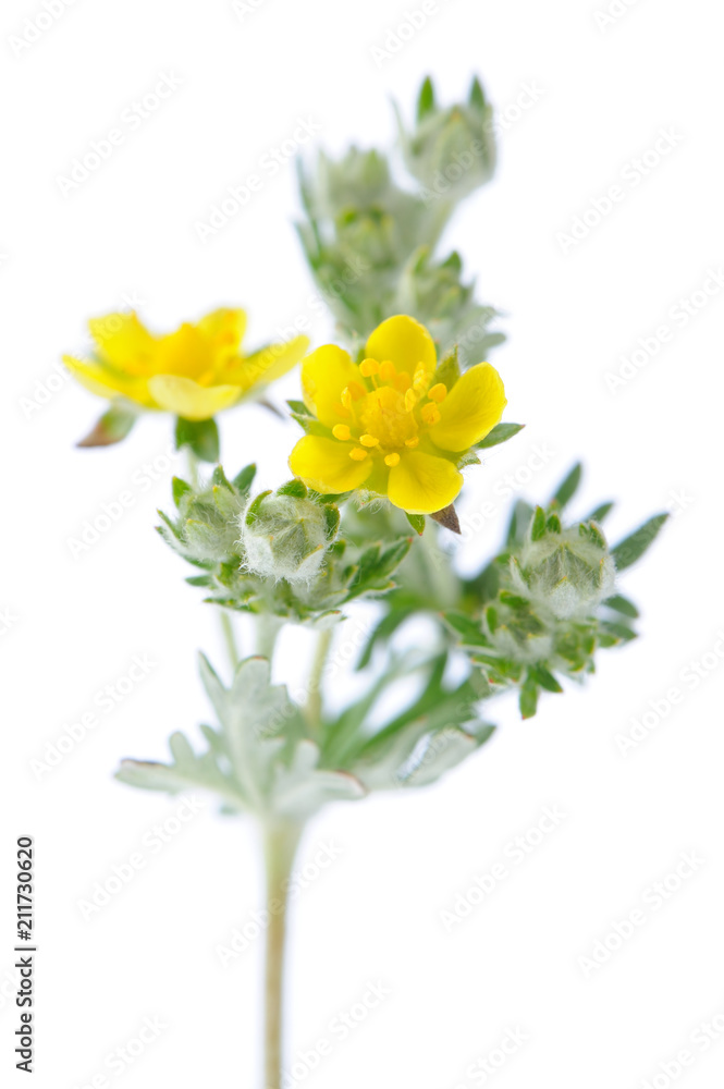 Blooming Wormwood on White Background