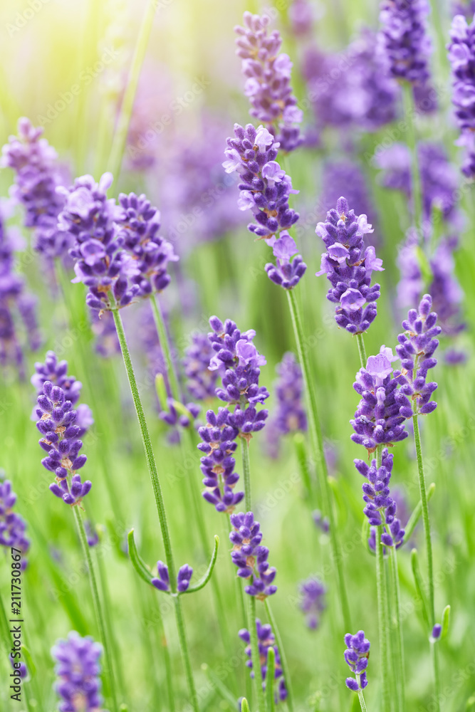 Lavender flower blooming scented field. Bright natural background with sunny reflection. Lavender flower blooming scented field. Bright natural background with sunny reflection.