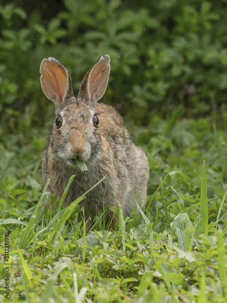 Eastern Cottontail discovered while eating grass Eastern Cottontail discovered while eating grass