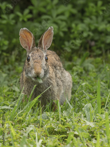 Eastern Cottontail discovered while eating grass © clamon