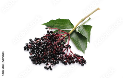Elderberries with twig and leaves isolated on white background, (Sambucus nigra)