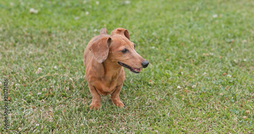 Dachshund dog at outdoor park